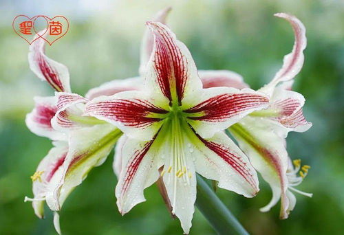 2021招募美麗事業合伙人 農作物種子經營